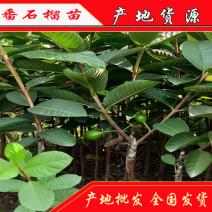 番石榴苗红心西瓜芭乐红宝石等优质品种量大从优