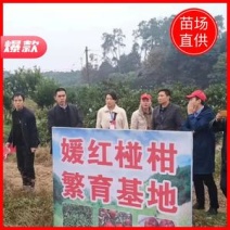 媛红椪柑枝条，公司母本园可实地考察，包品种纯正，签合同，