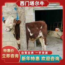 【一手货源】活牛自繁自养贵州西门塔尔牛犊欢迎咨询