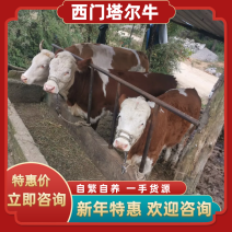 【养殖场直销】高山散养小母牛价格低品种好抵抗力强
