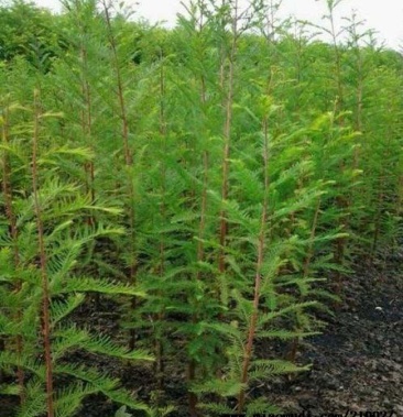 落羽杉苗 10cm以下,全国一手货源,欢迎来电咨询