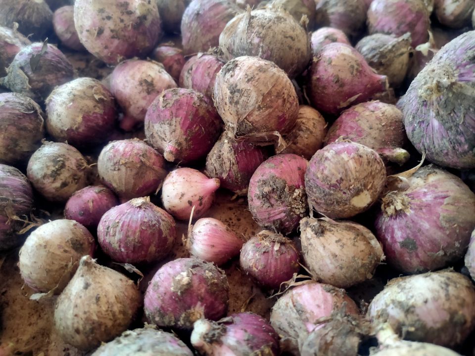 独头蒜与普通大蒜对比图