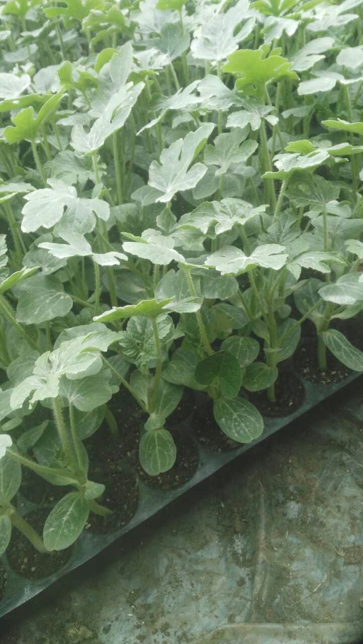 [西瓜苗批发]椭圆形西瓜苗 黑美人西瓜苗 嫁接西瓜苗批发糖度高卖相好