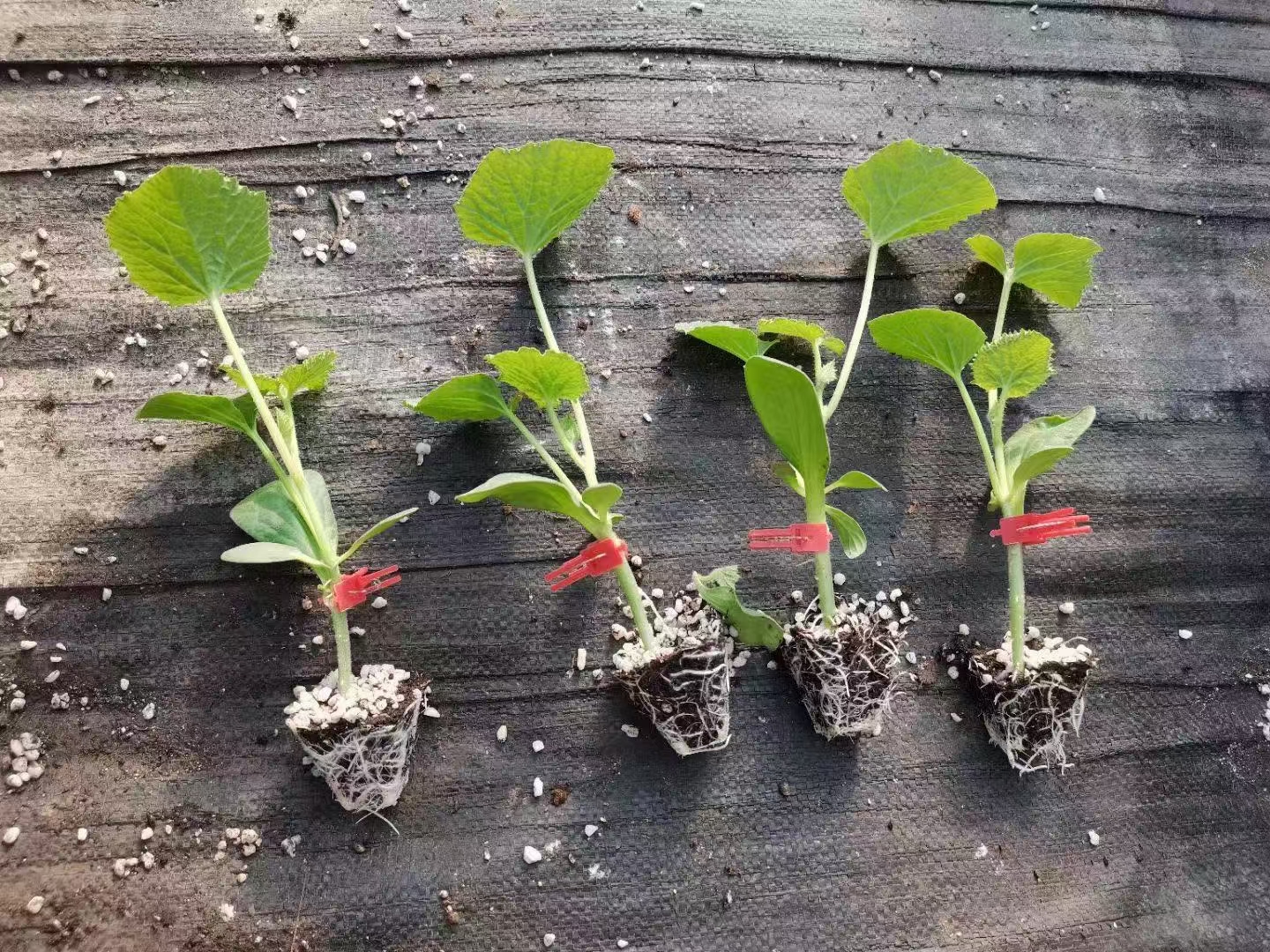 左侧为未打尖的贝贝小南瓜植株,主蔓直立生长,侧枝稀少;右侧为打尖后植株,主蔓被剪除顶端,两侧萌发出两条粗壮子蔓,叶片分布均匀,整体呈扇形结构,适合密植栽培 贝贝小南瓜不同生长阶段整枝对比图