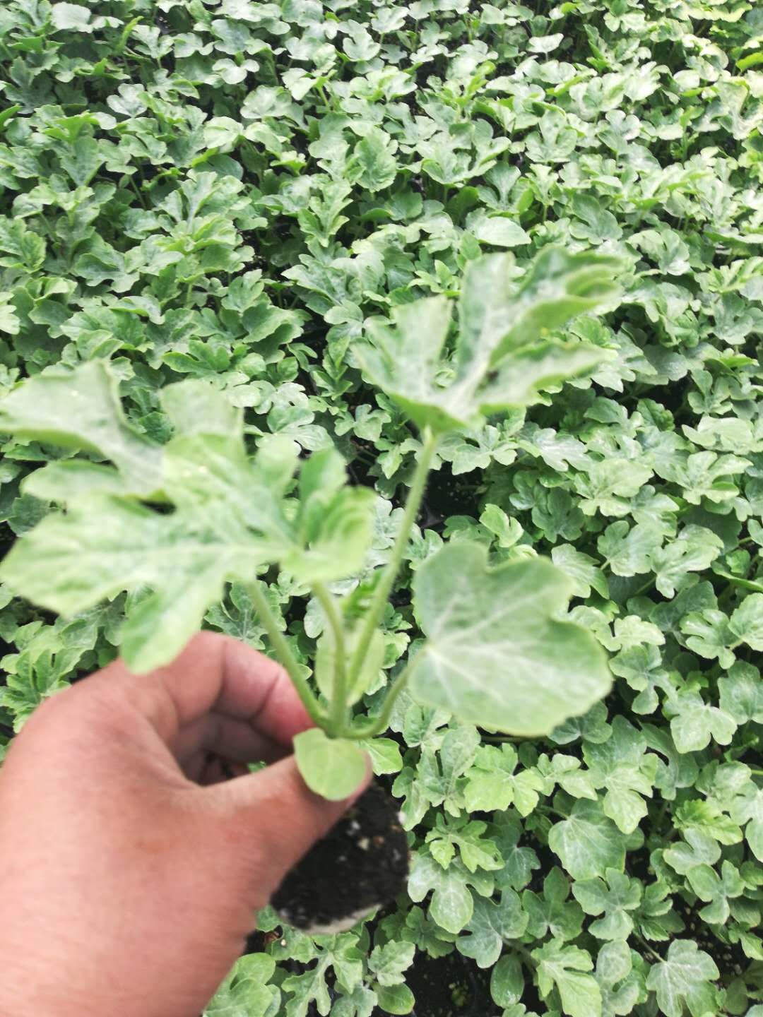 [西瓜苗批发]椭圆形西瓜苗 黑美人西瓜苗 嫁接西瓜苗批发糖度高卖相好