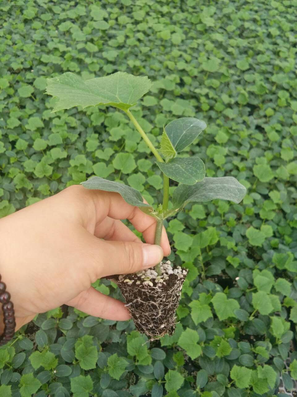 [黄瓜苗批发]黄瓜种苗全雌强雌品种 早春德瑞特系列黄瓜苗 越冬抗病性