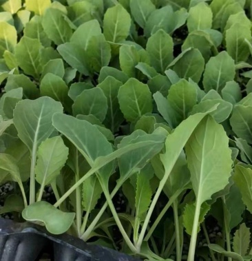 包菜苗 黄心甘蓝苗 韩绿甘蓝苗品种 冷棚大棚甘蓝苗种