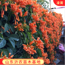 凌霄苗美国凌霄苗耐寒花期长爬藤易成活基地直销