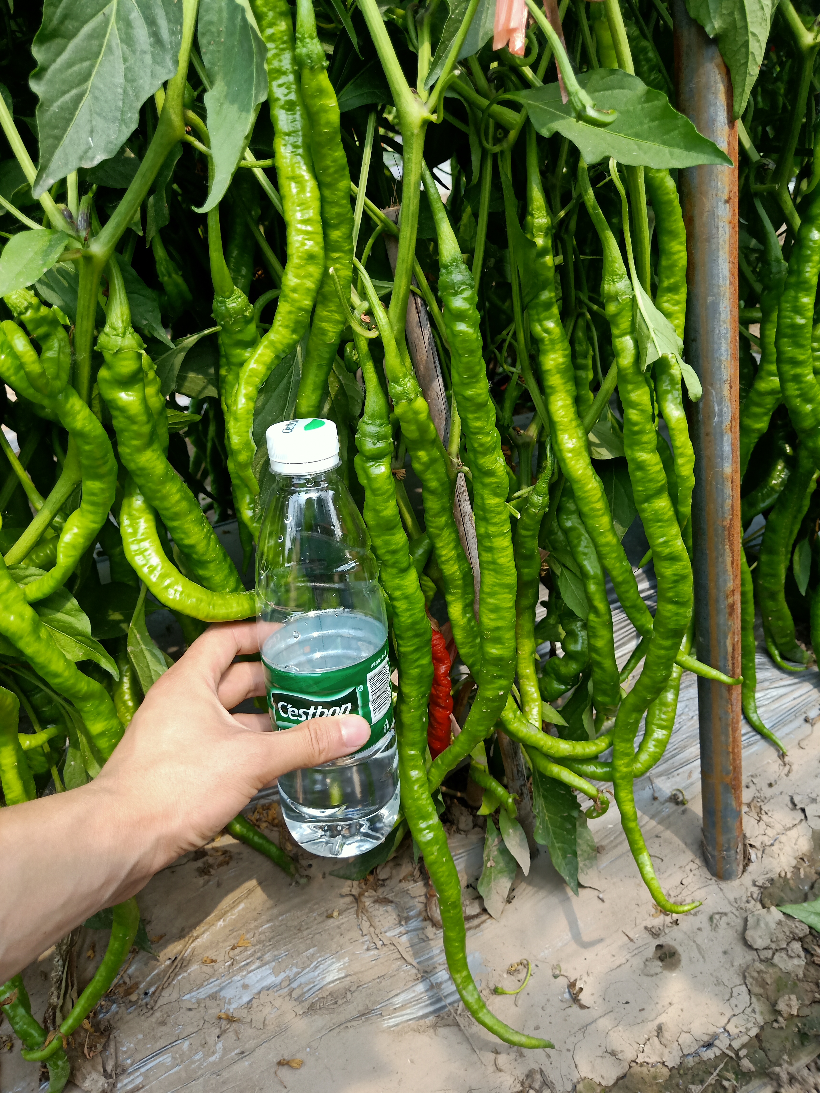 [辣椒种子批发]辣椒种子青皮螺丝线椒萧研萧椒一号挂果多,产量高,抗性