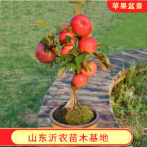 矮化红富士苹果树苗盆景苹果苗造型好量大从优