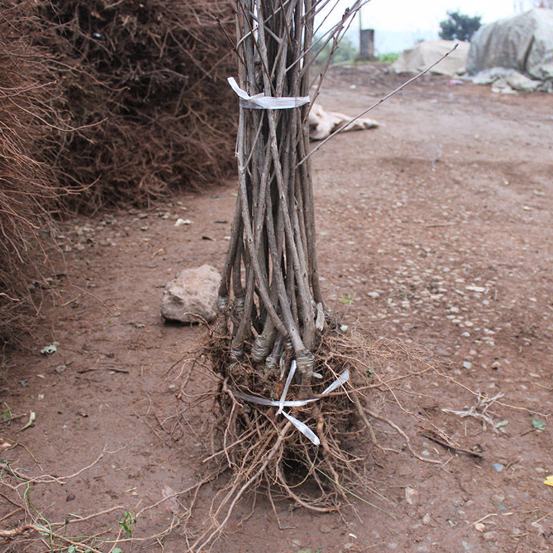 批发]四川樱桃树苗嫁接苗当年结果南方北方种植红灯玛瑙红乌克兰价格