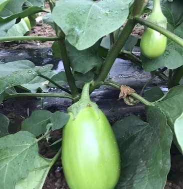 绿茄苗 绿皮茄子苗 绿灯泡茄子苗 抗病性好 亩产高