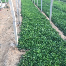 大量出售紫花地丁基地直销价格便宜物美价廉，支持视频看货发