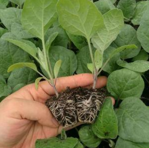 俯拍视角：一组整齐排列的黑色加仑盆（直径30cm）中栽植着生长旺盛的茄子植株，每株均用竹竿Y型支架固定，叶片浓绿，可见幼果、盛花与成熟果同株共存，盆底渗水孔清晰，展现家庭阳台/庭院‘微型茄子树’可行方案