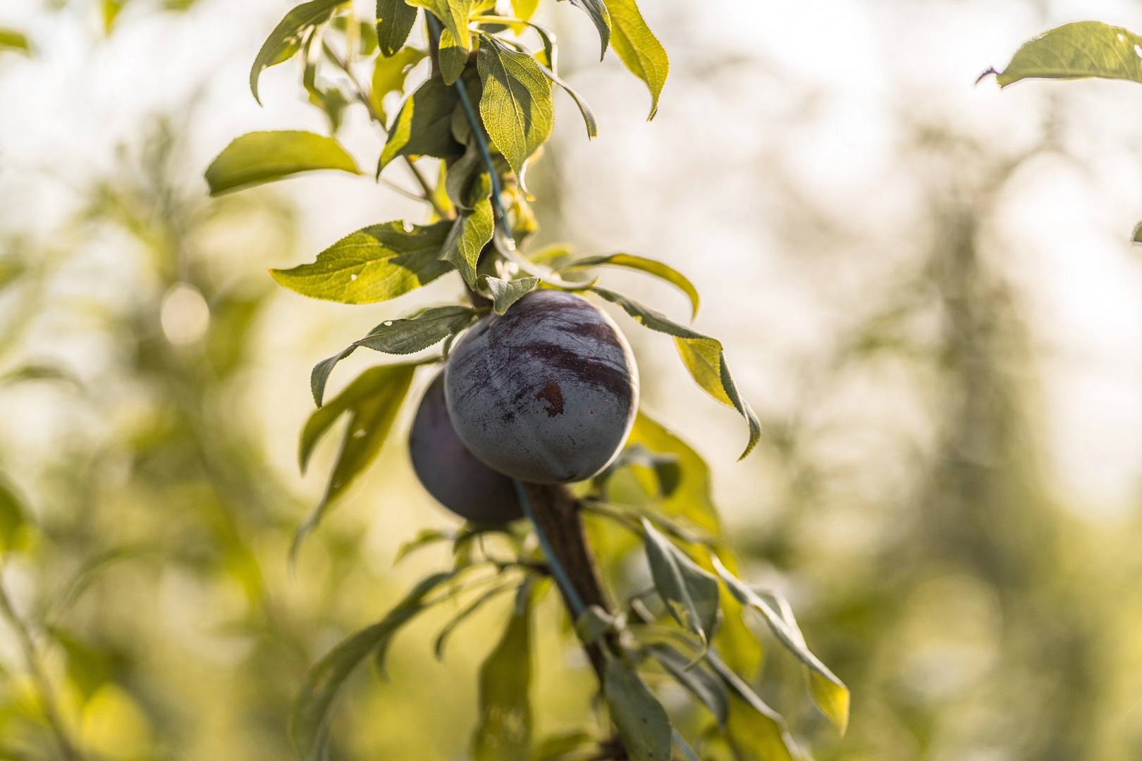 一盘新鲜的黑布林李子摆放在木质餐桌上,果皮紫黑发亮,果肉隐约可见,背景虚化,营造出温馨自然的氛围 黑布林李子摆盘特写