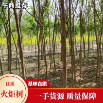 河北火炬树5-8公分12万基地直发无差价!