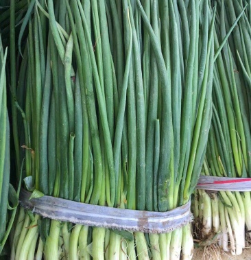 江苏盐城小米葱,小葱大量上市中 产地直供需要的老板联系啦
