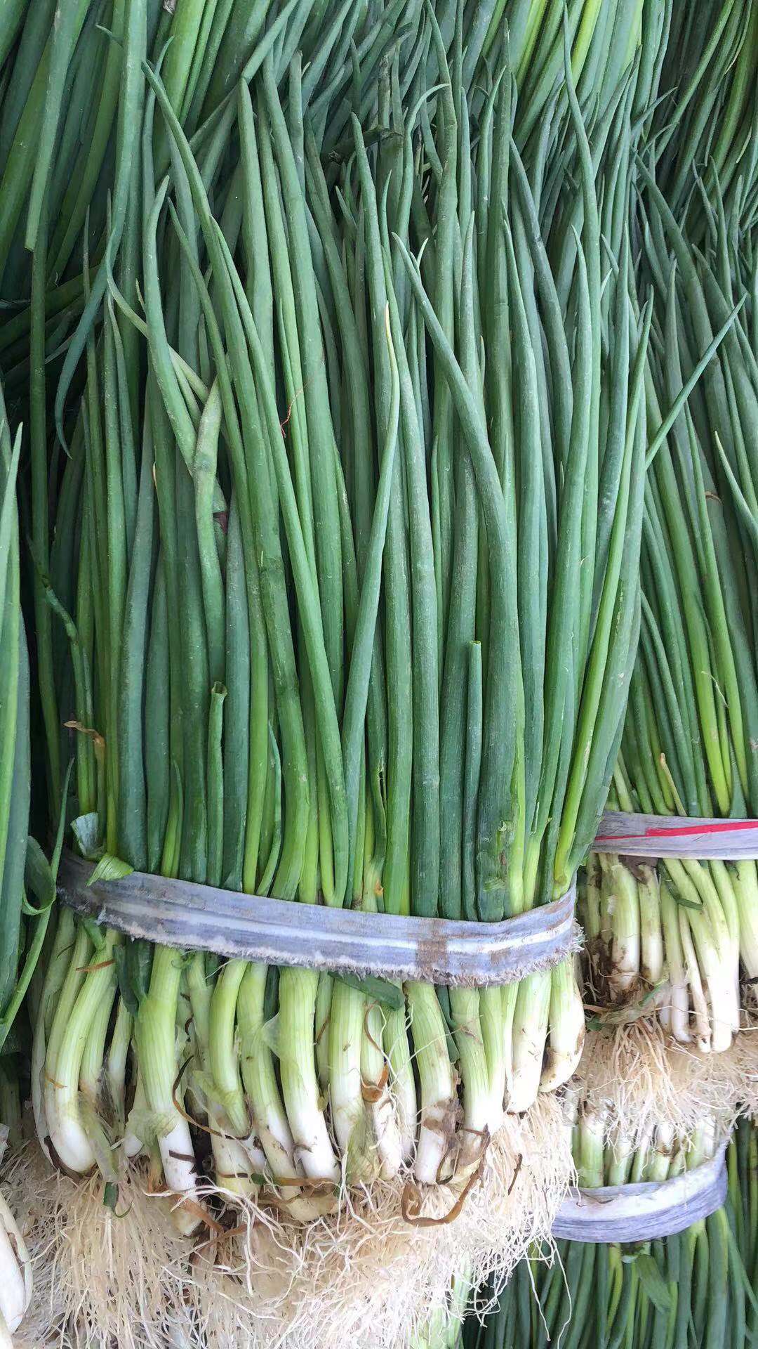 云南大理高原红土铁杆小香葱