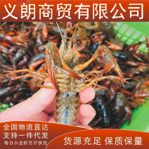 小龙虾潜江义朗优质单6虾七九虾炮头虾