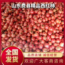 【推荐】山东硬粉西红柿量大从优全国代发欢迎来电咨询