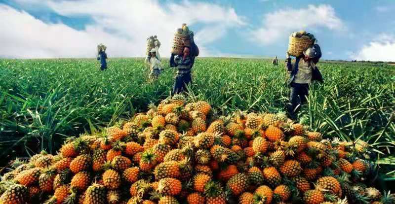 热带果园中菠萝蜜果树挂满果实,农民正在采摘 菠萝蜜果园中硕果累累的场景