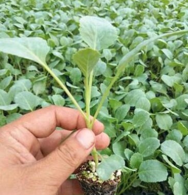 炎秀西兰花苗 耐热西兰花苗 绿菜花苗