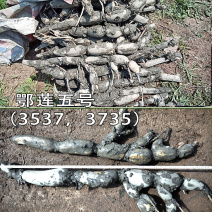 鄂莲五号(35373735)抽藕带专用-武植二号藕种