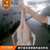 厂家供应开背老麻鸭鸭肉供应冰鲜冷冻白条鸭批发麻鸭