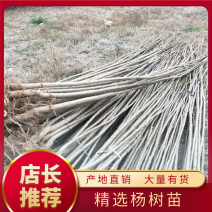 【精选】杨树苗速生杨107108无絮杨机挖苗灵宝产地直销