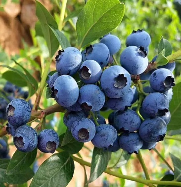 蓝莓树果苗盆栽地栽四季水果树当年结果南方北方种植特大蓝莓