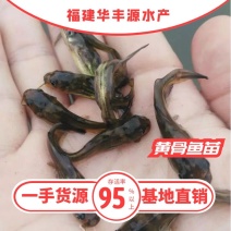 黄骨鱼苗批发产地直销养殖技术指导一手货源