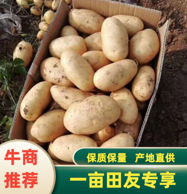 湖北精品新土豆中薯5号,希森黄皮黄心,现货大量热销中