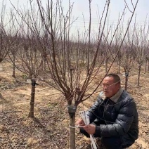 榆叶梅，诚信经营保证品质，客户至上，欢迎考察合作