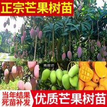 芒果苗金煌芒果苗可视频看苗产地直销一手货源价优