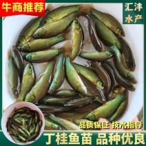 丁桂鱼苗，广东丁桂鱼苗。量大从优，全国发货！