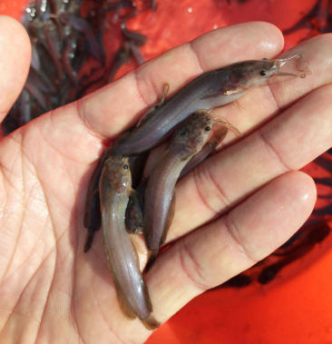 热卖塘角鱼苗塘鲺苗塘虱三黄杂交苗存活率高全国供应