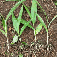 热门地区白芨种苗行情