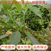 八角苗嫁接苗正宗高产三年结果基地直销量大优惠