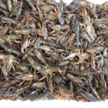 龙虾苗各种规格批发货源充足稳定【特种水产培育基地】直发