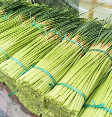 【精品蒜薹】红帽蒜薹 蒜苔 产地直销 现摘现发 欢迎咨询