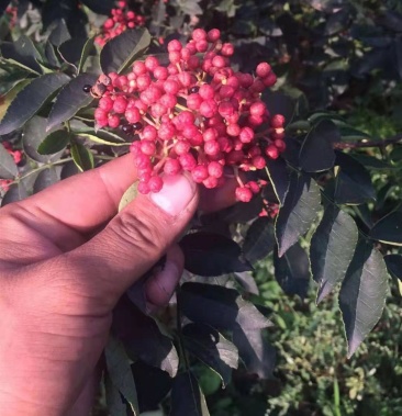 花椒苗四川汉源特麻大红袍金权无刺嫁接花椒苗四季当年结果