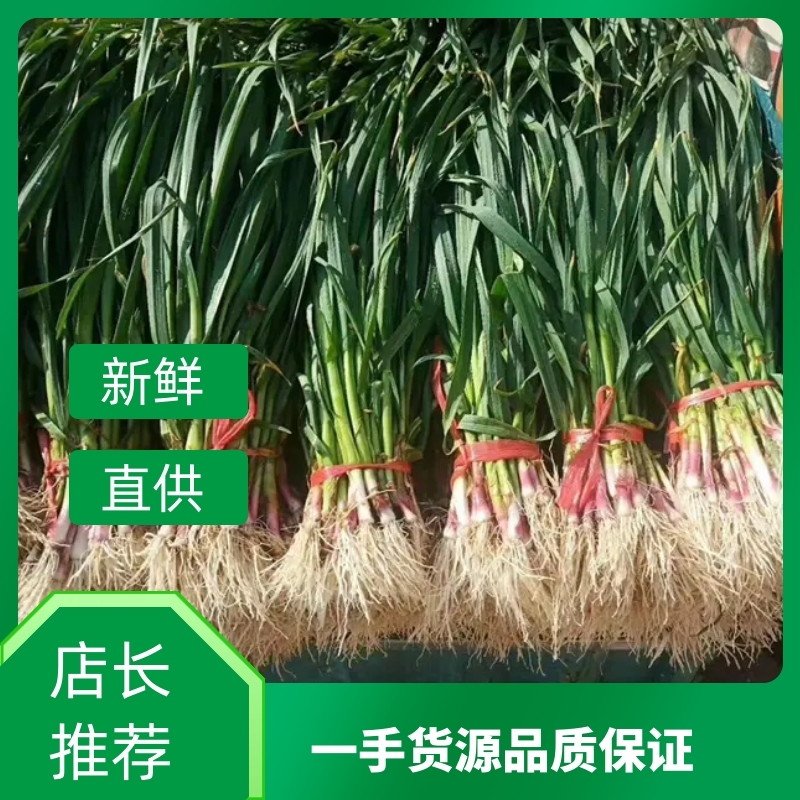 蒜苗蒜苗根红苗正叶绿欢迎大家的加入我们团队精神