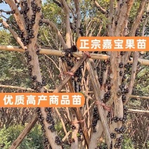 嘉宝果树苗，树葡萄苗，基地直发，大量现货品种纯正