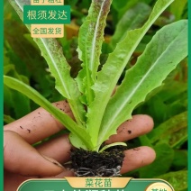 莴苣苗，紫叶莴笋苗，基地直供，苗子粗壮，根须发达，量大从