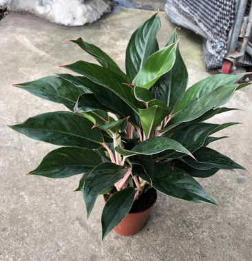 基地批发绿植盆栽盆栽花卉居家绿植植物花卉蓝宝石