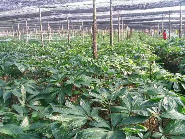 三七种植基地的日常管理场景,包括遮阴棚、施肥及灌溉系统 三七种植基地管理场景