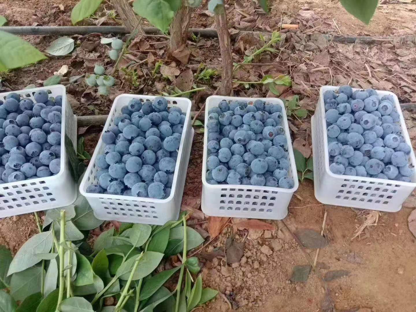 蓝莓果酱工厂外景,现代化厂房与绿色环境相融合 蓝莓果酱工厂外景