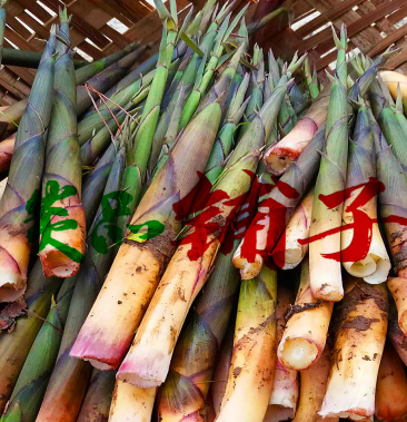 小笋麻笋笔笋甜笋高山小笋新鲜小笋野生小笋