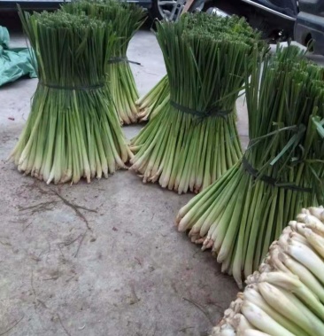 香茅草,够粗够绿a级货,价格实惠 东南亚料理食材 可看货
