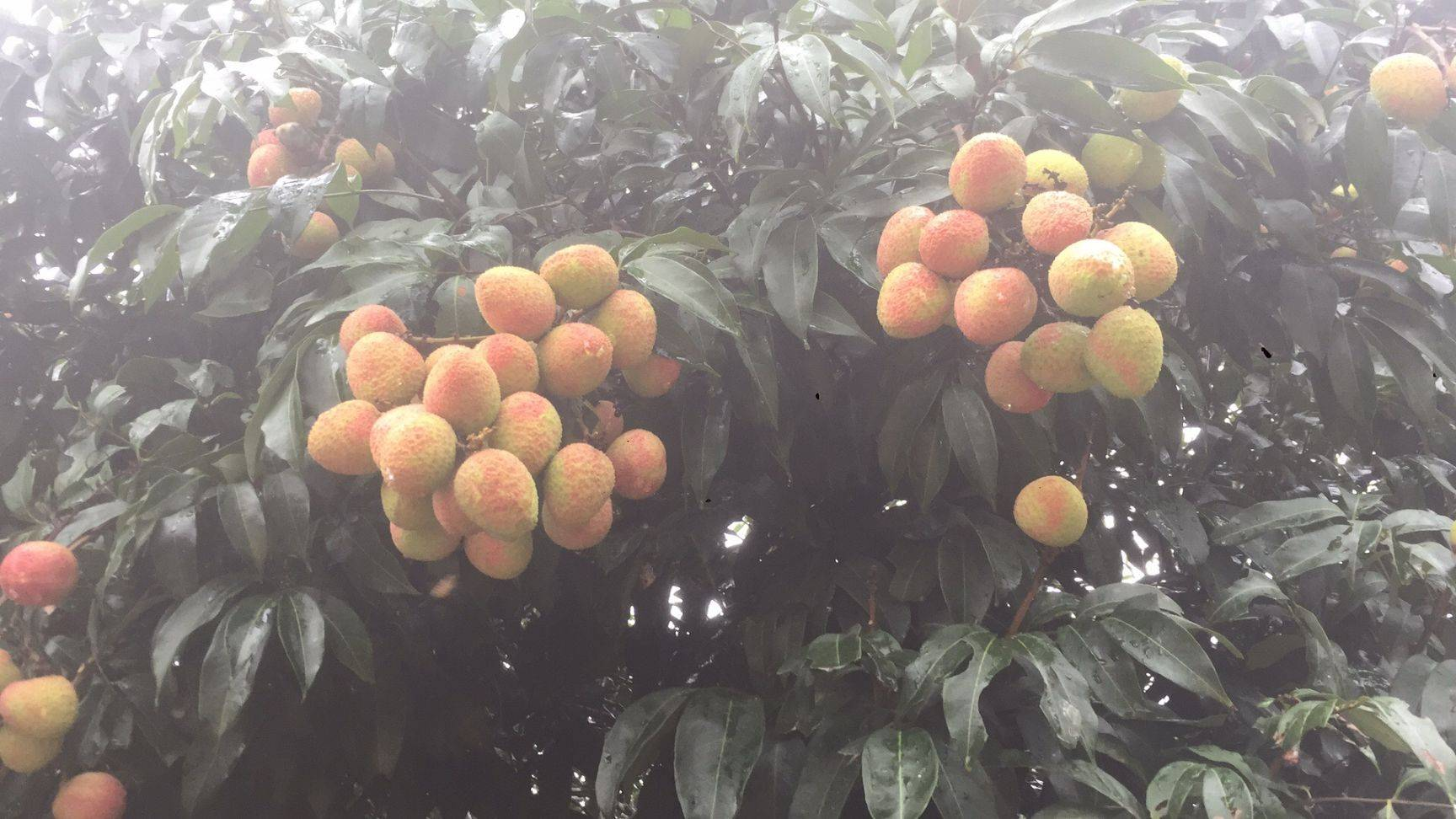 三月红荔枝嫁接后成活状态,展示新芽生长良好 三月红荔枝嫁接后成活状态